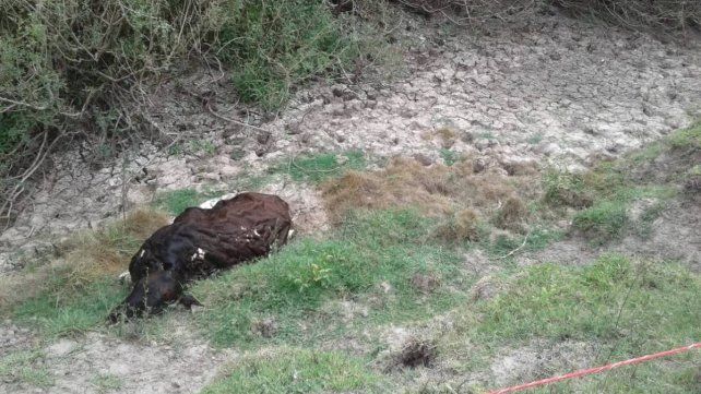 A un productor de la zona de Nogoyá se le murieron 17 vacas por la sequía.