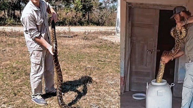 Heredó una casa de su abuela y se encontró con dos anacondas