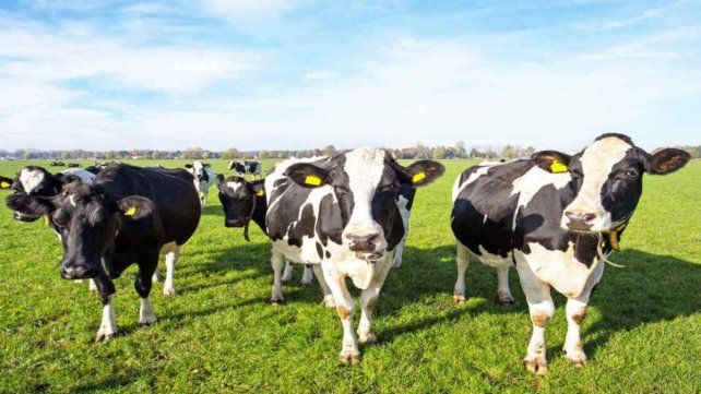 La hacienda en Entre Ríos subió 5,82% en octubre y consolida la recuperación del mercado ganadero. La hacienda en Entre Ríos subió 5,82% en octubre y consolida la recuperación del mercado ganadero.