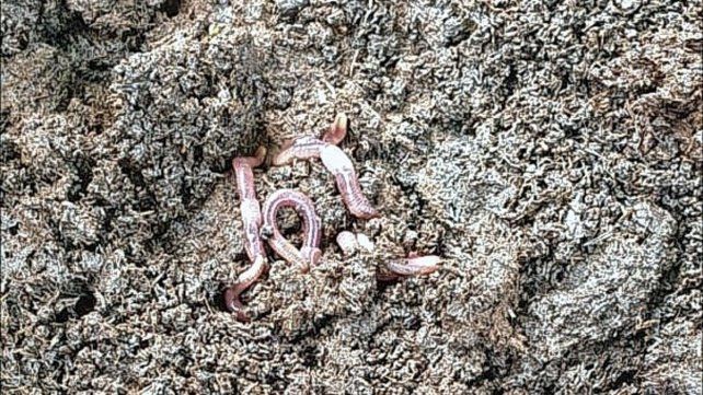 En Cooperse trabajan con lombrices californianas para hacer lombricompuesto orgánico En Cooperse trabajan con lombrices californianas para hacer lombricompuesto orgánico