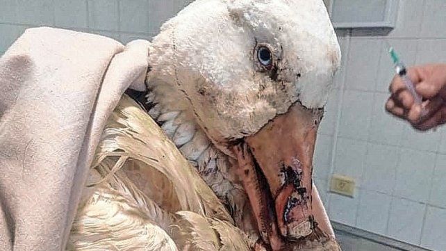 Parque Gazzano: rescataron a un ganso al que lastimaron a piedrazos
