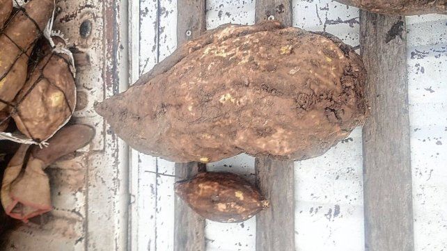 Las batatas que cosechó Livoni son mucho más grandes que las habituales Las batatas que cosechó Livoni son mucho más grandes que las habituales