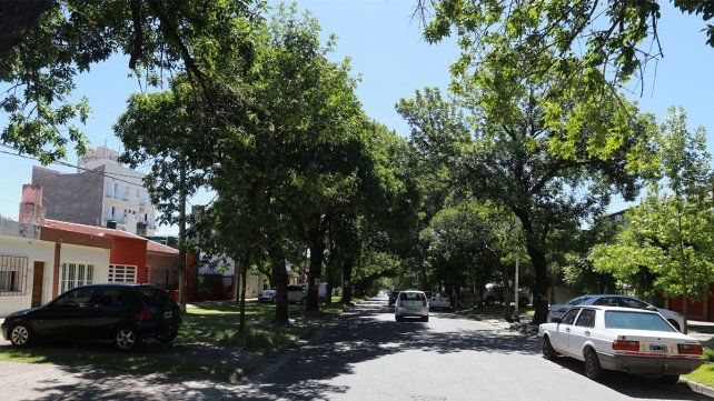 Los árboles de bulevar Racedo.