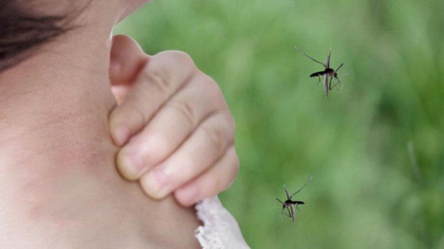 Mosquitos proliferan en esta época del año.